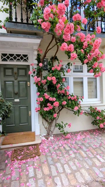 Beautiful Climbing Rose Flower Seeds