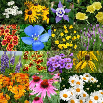 Varieties of Flower Seeds (Pack of 100) And Get Plant Growth Supplement Free