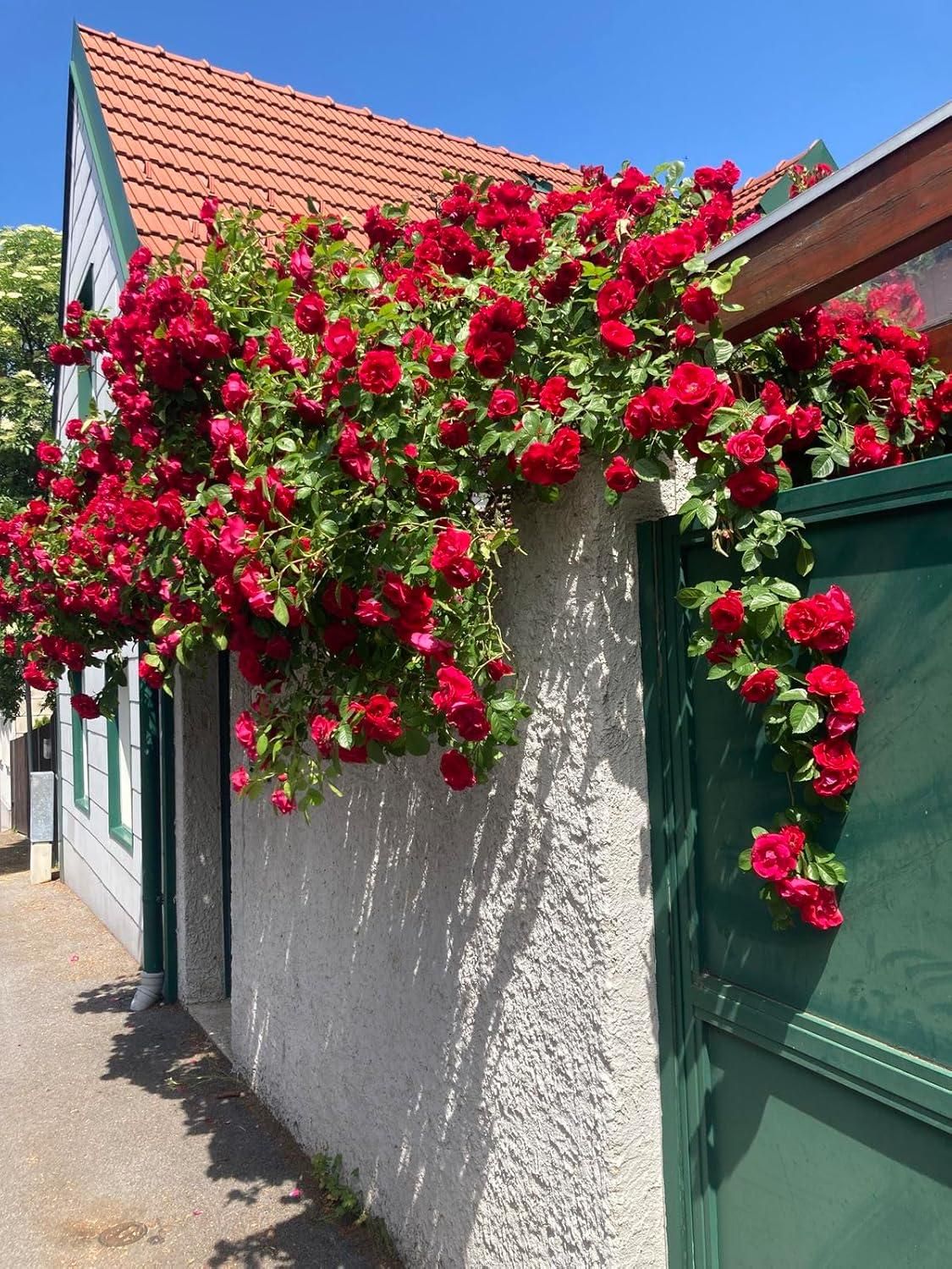 Beautiful Climbing Rose Flower Seeds