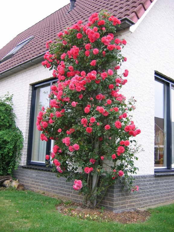Beautiful Climbing Rose Flower Seeds