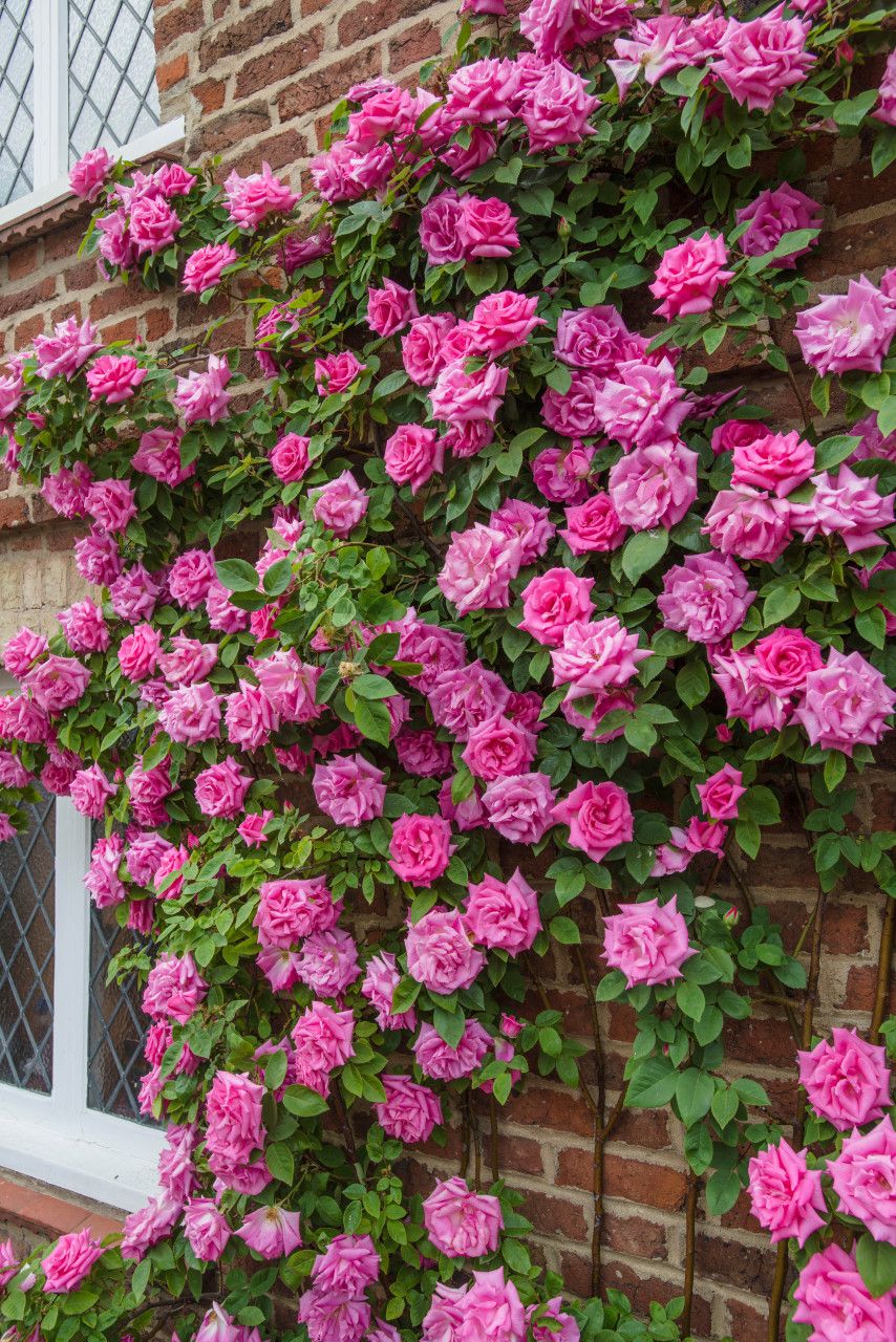 Beautiful Climbing Rose Flower Seeds