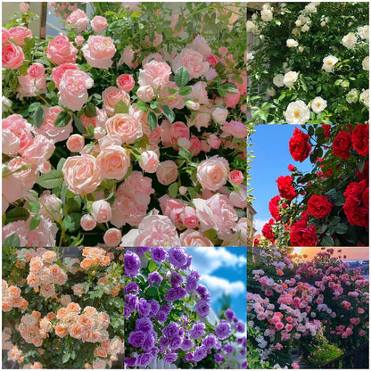 Beautiful Climbing Rose Flower Seeds